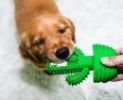 Cactus-Shaped Natural Rubber Toothbrush Stick for Effective Doggy Teeth Cleaning and Massage