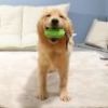 Food Dispensing Training Squeaky Leakage Ball Teething Toy Puzzle