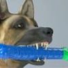 Puppy Brush Chew Toy Toothbrush and Teeth Cleaning Silicone Toy